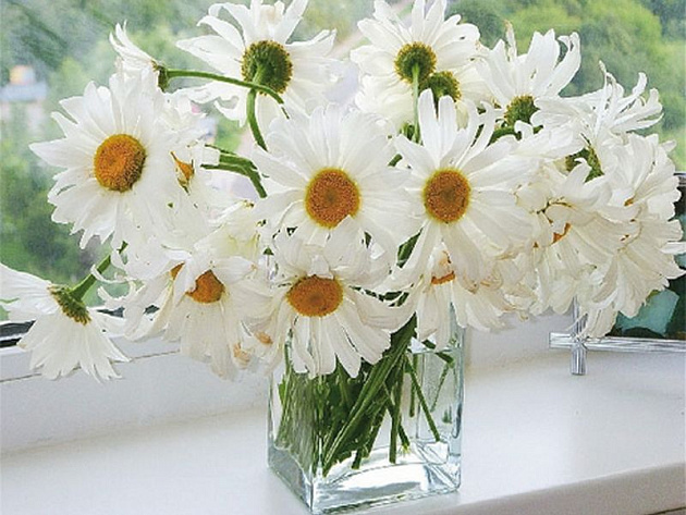 Пузикин Д. Н. Ромашки 50x40 cm 1993年 Пузикин Д. Н. Ромашки 50x40 cm 1993年 Пузикин Д. Н. Ромашки